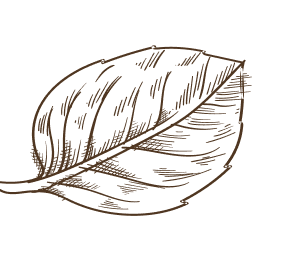 Tobacco leaf