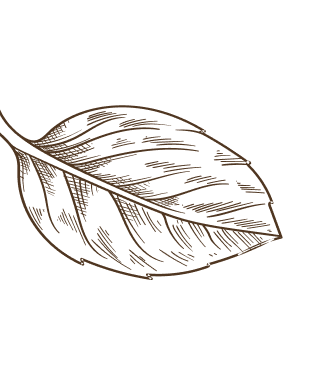 Tobacco leaf