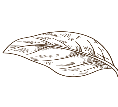 Tobacco leaf